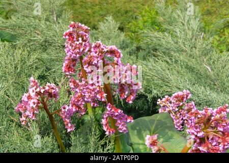 Flieder Frühlingsblumen Bergenia im Cottage Garden. Im Frühlingspark wachsen herzblättrige Blumen. Violette Pflanzen für Landschaftsgestaltung. Stockfoto