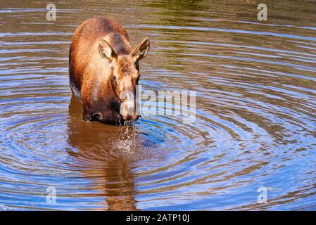 Elche, Biber-Teiche, Kawuneche Valley, Rocky Mountain National Park, Estes Park, Colorado, USA Stockfoto