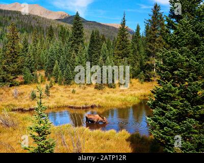 Elche, Biber-Teiche, Kawuneche Valley, Rocky Mountain National Park, Estes Park, Colorado, USA Stockfoto