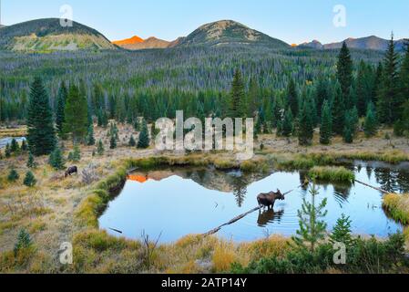 Sunrise, Moose, Beaver Teiche, Kawuneche Valley, Rocky Mountain National Park, Estes Park, Colorado, USA Stockfoto