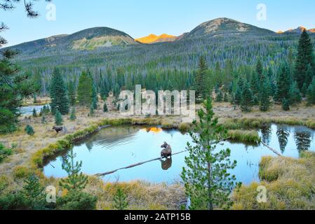 Sunrise, Moose, Beaver Teiche, Kawuneche Valley, Rocky Mountain National Park, Estes Park, Colorado, USA Stockfoto