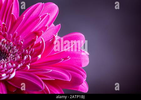 Nahaufnahme einer schönen, rosafarbenen Gerbera mit einer Gänseblümchen auf dunklem Hintergrund und Kopierbereich Stockfoto