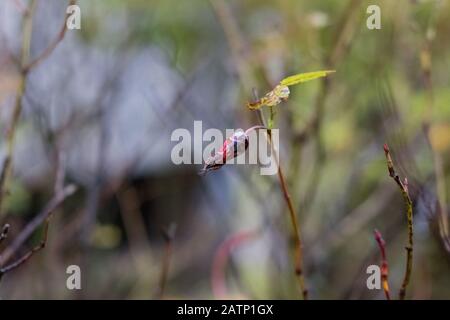 Trockenes rotes Rosehip, das an einem Ast in der Nähe hängt Stockfoto
