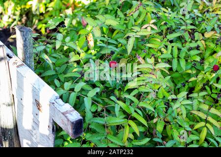Bush mit roten Himbeeren und grünen Blättern schließt sich an Stockfoto