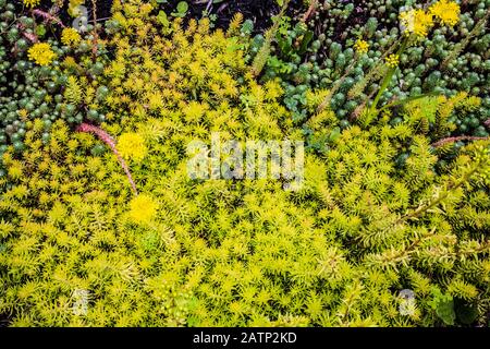 Sedum - Stonecrop im Frühsommer Stockfoto