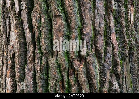 Green Bryophyta - Moos und Lichen Wachstum auf nassen Laub Braune Baumrinde im Sommer Stockfoto