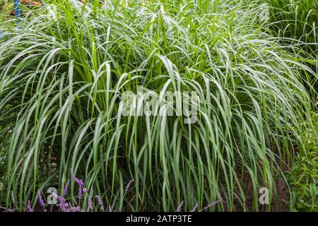 Miscanthus mehrjährige Graspflanze mit Wassertröpfchen in Grenze in Sommer Stockfoto