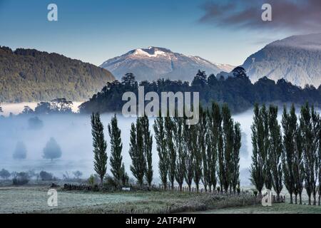 Nebel am frühen Morgen, Pappelreihe, im Rio Simpson Valley in der Nähe von Coyhaique, Aysen Region, Patagonien, Chile Stockfoto