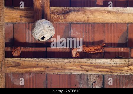 Wespennest auf einem Holzbalken im Dachboden Stockfoto