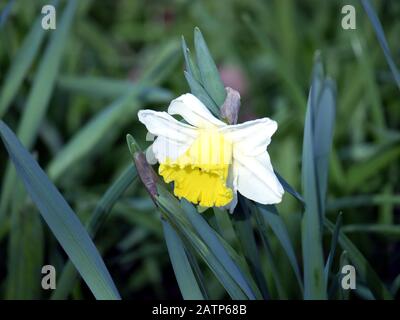 Daffodil, (Narcissus pseudonarcissus), auch gewöhnlicher Narziß oder Trompetennarzisse genannt Stockfoto