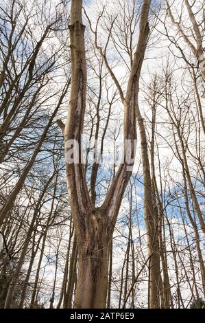 Reifer Aschebaum, der an Krankheit leidet und sich mit Rinde zurückzieht, die beginnt, den Stamm zu einem jungen 14 m hohen Baum zu schälen und reifen gekrümmter Stamm 25 m hoch Stockfoto