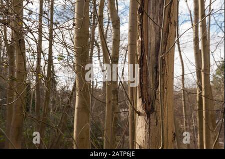Reifer Aschebaum, der an Krankheit leidet und sich mit Rinde zurückzieht, die beginnt, den Stamm zu einem jungen 14 m hohen Baum zu schälen und reifen gekrümmter Stamm 25 m hoch Stockfoto
