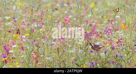 Feld mit bunt blühenden wilden Frühlingsblumen und Schmetterlingen Stockfoto