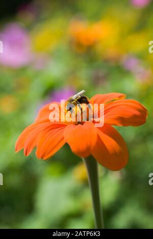 Bombus - Bumblebee auf der Nektarsuche auf Tithonia rotundifolia - Mexikanische Sonnenblume im Sommer Stockfoto
