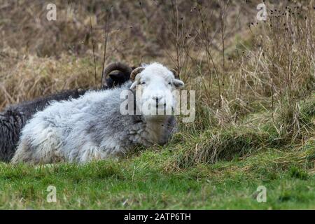 Herdwick weidete Schafe, die in der Wiese am Warnham Naturreservat lagen, früher wurde im Winter die Vegetation von einem schwarzen Hebridschaf freigemacht. Stockfoto