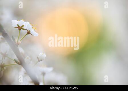 Kirschpflaume oder Myrobalan Pflaumenblüten. Blühender Obstbaum im Frühling. Verschwommener weicher Hintergrund. Stockfoto