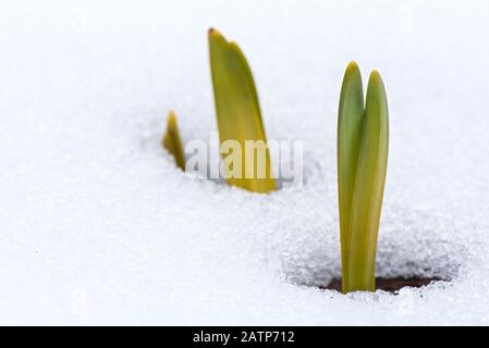 Daffodil verlässt im Frühjahr durch Schnee auftauchende Blätter Stockfoto