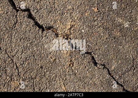 Alte schmutzige, raue Asphaltpflaster mit einem Riss, der durch ihn läuft, mit Pflanzen, Gras, Moos und Flechten wachsen Stockfoto