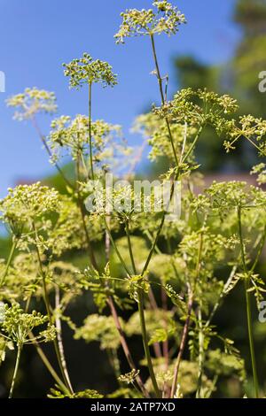 Grün gelblich Conium maculatum - Gift Hemlock Pflanze im Sommer Stockfoto