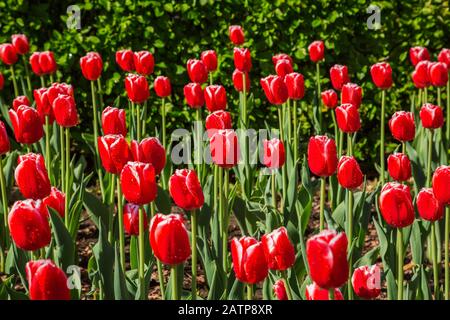 Red Tulipa - Tulpenblüten mit Regentropfen im Rand in Feder Stockfoto