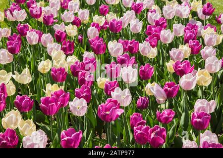 Lila, lila und gelb Tulipa - Tulpenblüten im Frühjahr Stockfoto