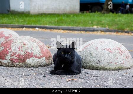 Obdachlose schwarze Katze liegt auf dem Gehweg Stockfoto