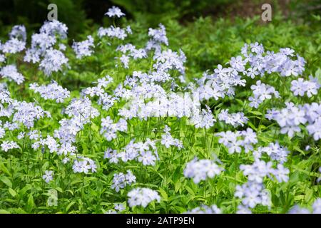 Phlox divaricata 'Blauer Phlox' in Waldgrenze im Frühjahr Stockfoto