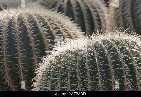 Makro der Kakteengruppe in der Wüstensonne. Goldballkaktus / Echinocactus grusonii Stockfoto