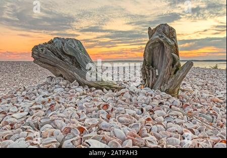 Treibholz seashells bei Sonnenuntergang Stockfoto