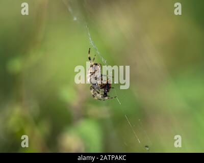 Gartenspinne im Netz, das einen Käfer isst Stockfoto