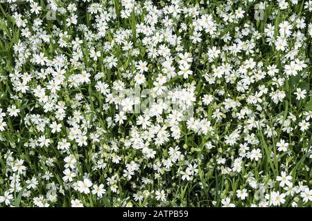 Greater Stitchwort (Stellaria holostea) ist eine verbreitete englische Wildblume entlang von Hecken und Versen im Frühjahr und Sommer (Herefordshire, Großbritannien) Stockfoto