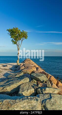 Einsamer Baum an der Meereswand bei Sonnenuntergang. Vertikale Ansicht. Stockfoto