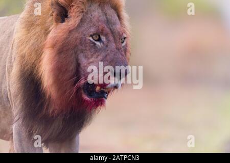Löwe mit einer blutigen Mähne und Einem Löwen Mit Blutgesicht Stockfoto