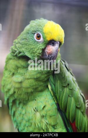 Gelbscheitelamazone Stockfoto