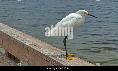 Egret auf Holzzaun Stockfoto