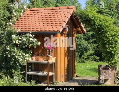 Werkzeugschuppen mit Standrohr und Ramblerrose Stockfoto