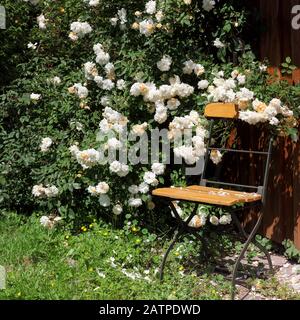 Werkzeugschuppen mit Rosen und Stuhl Stockfoto