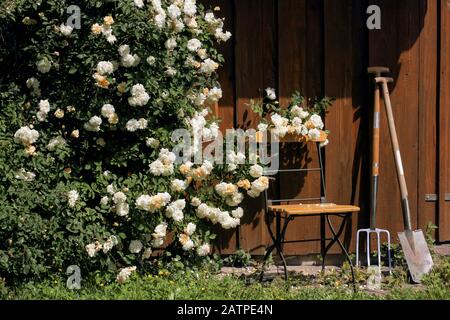 Werkzeugschuppen mit Rosen und Stuhl Stockfoto