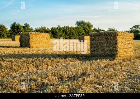 Erntezeit. Strohballen auf einem Feld, das auf einem geernteten Feld in Nottinghamshire, England, Großbritannien, gesammelt wird Stockfoto