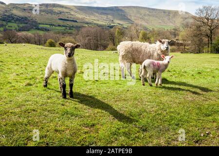 Schafe und Lämmer im Frühjahr in einem Feld bei Ollerbrook, Vale von Alfreton, Derbyshire, England, Großbritannien Stockfoto