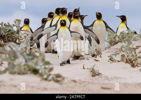 King-Pinguine begeben sich am Volunteer Point auf den Falklandinseln über den Strand zum Meer Stockfoto