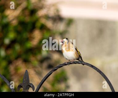 Goldfinch Carduelis Carduelis im erwachsenen GefFederkleid thront im Irish Garden Stockfoto
