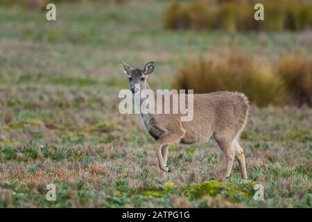 Weißwedel-Deer - Odocoileus virginianus, gewöhnliches Wildungulat aus Andenbergen, Antisana, Ecuador. Stockfoto
