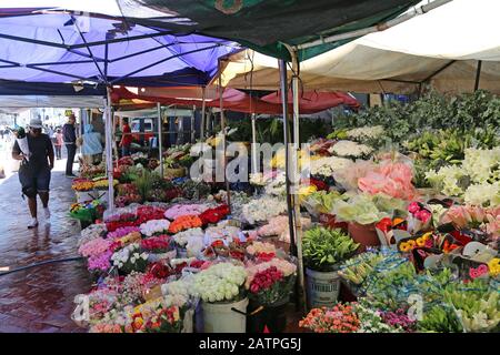 Flower Market, Adderley Street, CBD, Kapstadt, Table Bay, Western Cape Province, Südafrika, Afrika Stockfoto