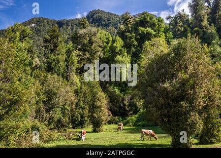 Kühe auf der Weide im gemäßigten Wald von Cochamo Valley, Region Los Lagos, Patagonien, Chile Stockfoto