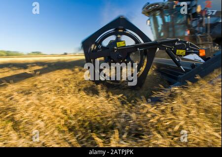 Ein Mähdrescher schneidet gerade in einem reifen Stehfeld von Raps während der Ernte, in der Nähe von Lorette; Manitoba, Kanada Stockfoto