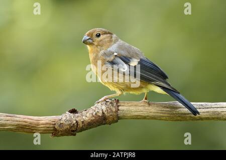 Eurasischer Stierkampfarena (Pyrrhula pyrrhula), Jungvogel an einem Zweig, Wilden, Nordrhein-Westfalen, Deutschland Stockfoto