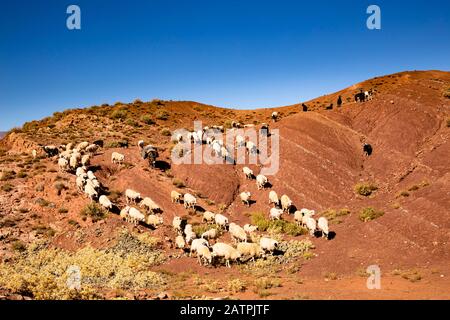 Schafe und Ziegen, die auf der Straße von Ait Ben Haddou nach Telouet, Marokko, die farbigen Berge hinuntergehen Stockfoto