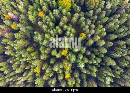 Herbstmischwald von oben, bei Kruen, Drohnenschuss, Oberbayern, Bayern, Deutschland Stockfoto