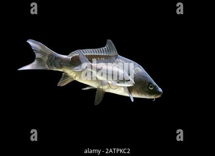 Gewöhnlicher Karpfen (Cyprinus carpio), gefangen, Frankreich Stockfoto